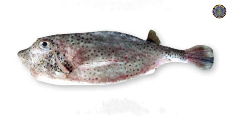 Ostracion rhinorhynchos
