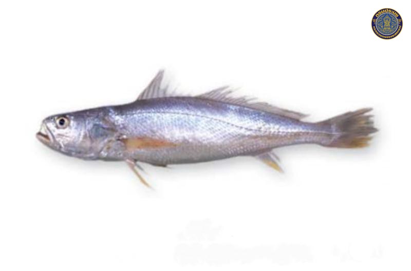 Otolithes ruber