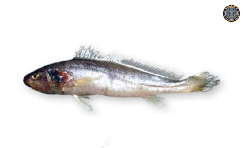 Panna microdon