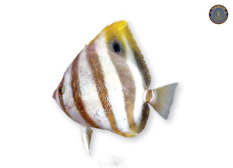 Parachaetodon ocellatus