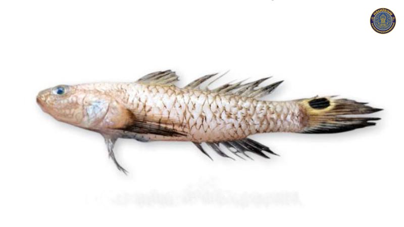 Parachaeturichthys polynema