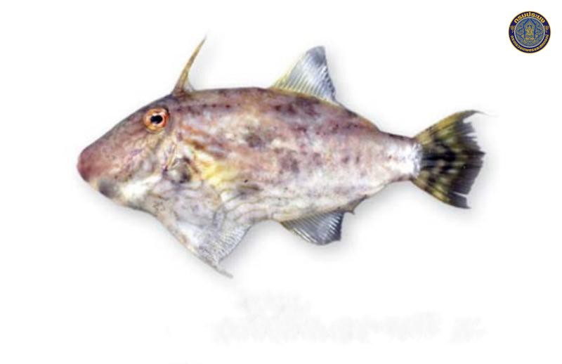 Paramonacanthus choirocephalus