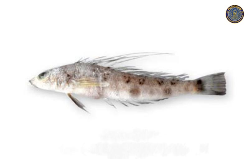 Parapercis filamentosa