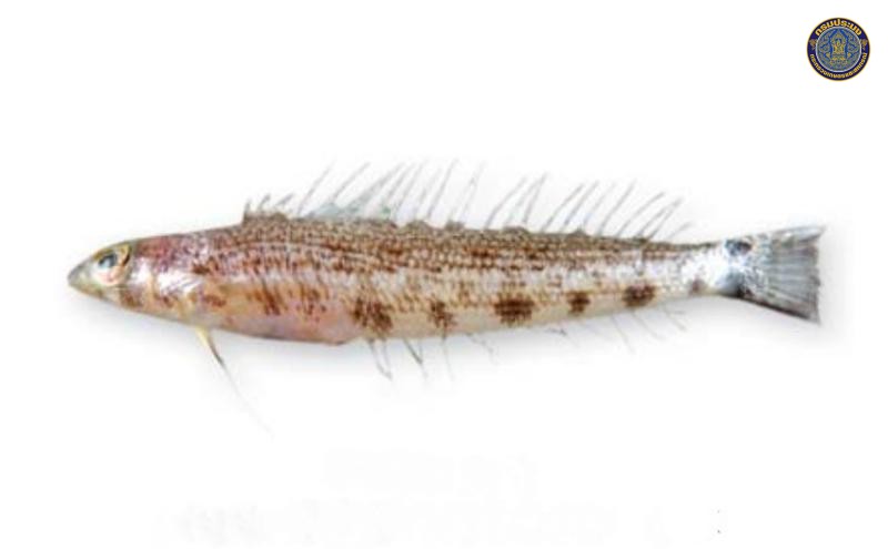Parapercis millepunctata