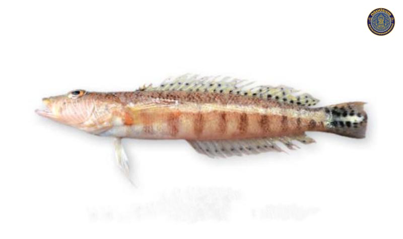 Parapercis xanthozona