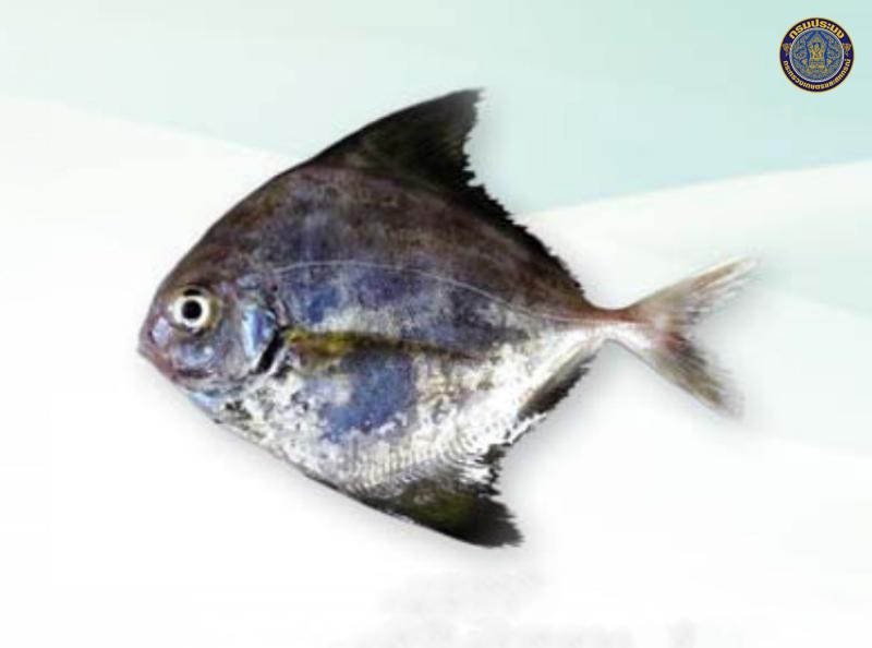 Parastromateus niger