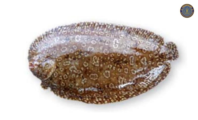 Pardachirus pavoninus
