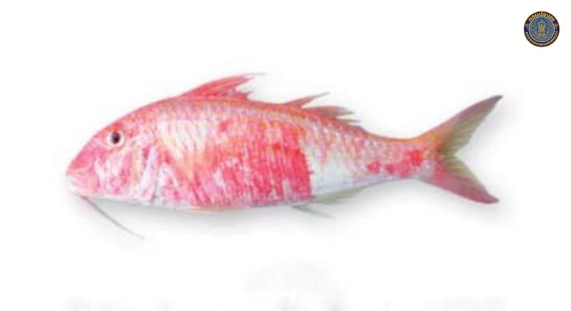 Parupeneus heptacanthus