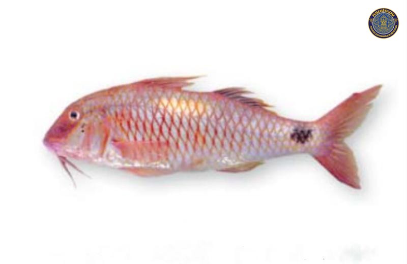 Parupeneus indicus