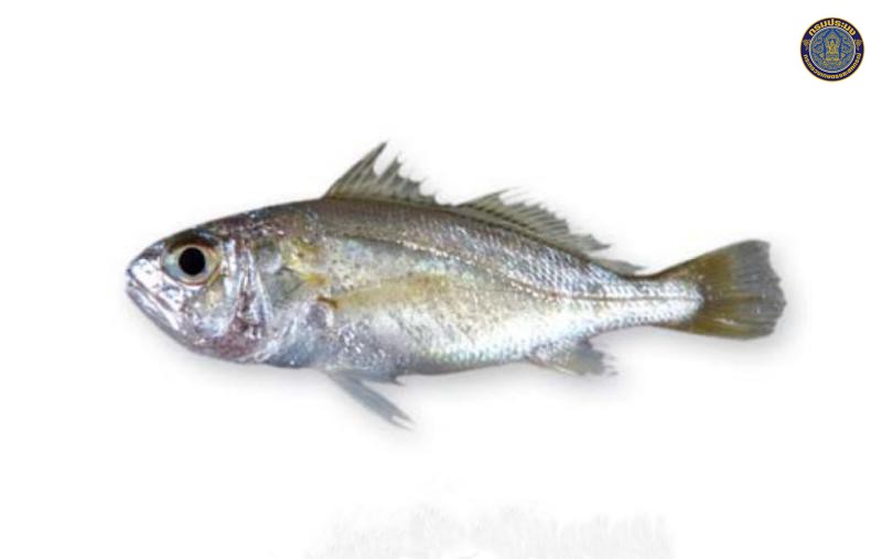 Pennahia pawak
