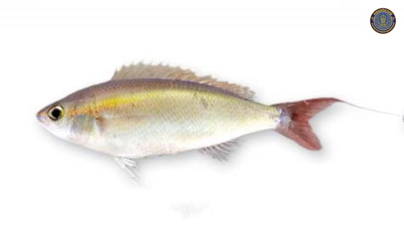Pentapodus setosus