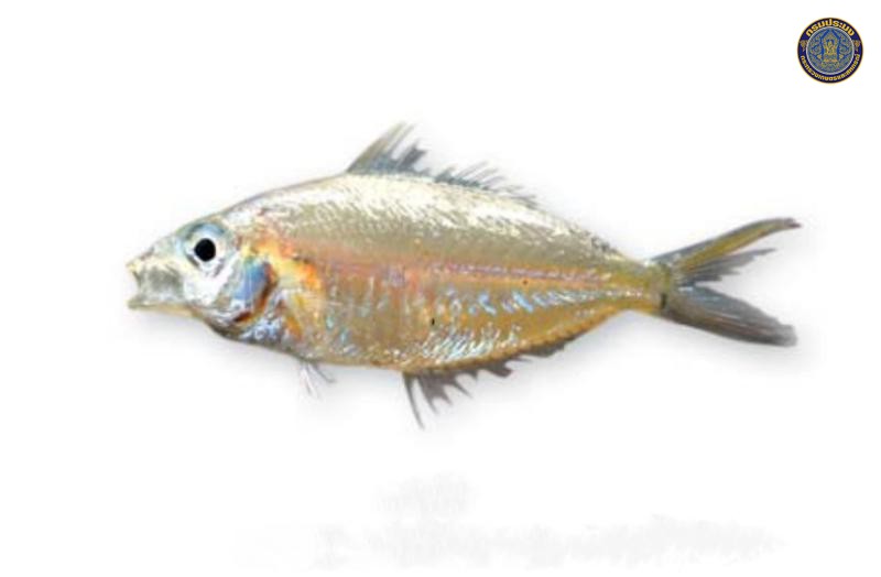 Pentaprion longimanus