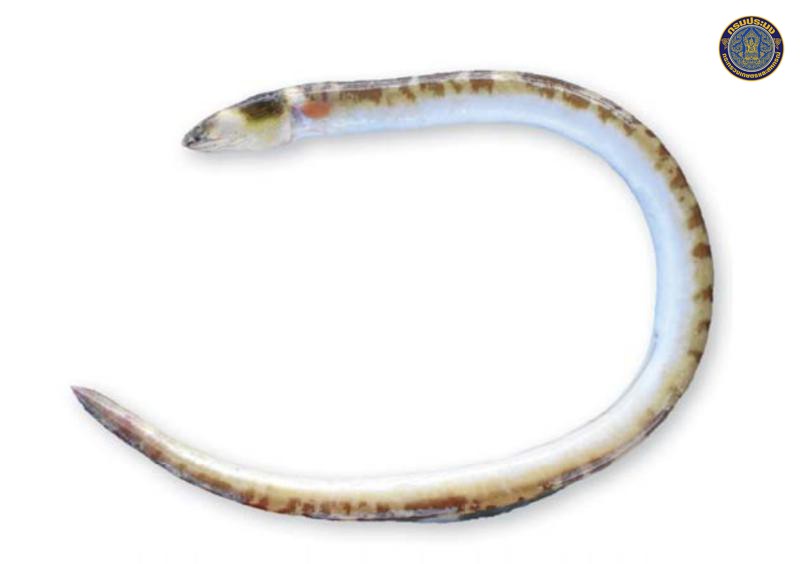 Pisodonophis cancrivorus