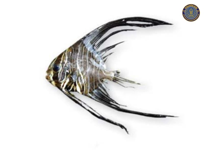 Platax batavianus