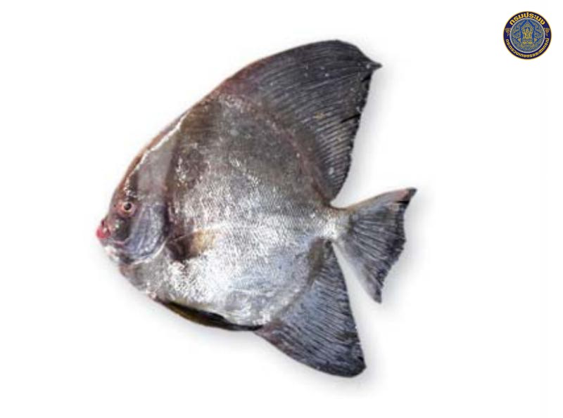 Platax orbicularis