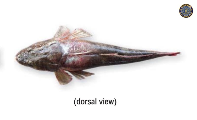 Platycephalus indicus