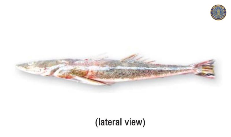 Platycephalus indicus