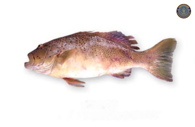 Plectropomus leopardus