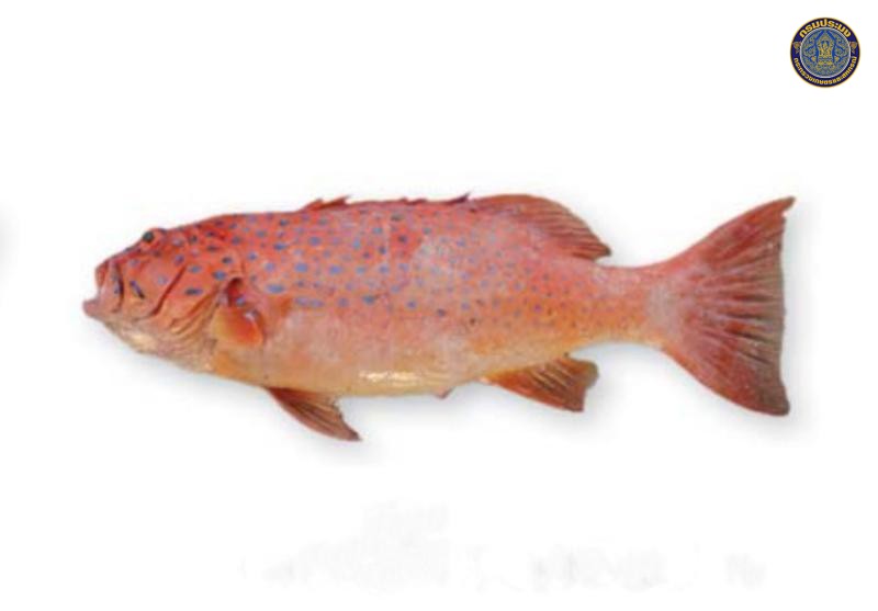 Plectropomus maculatus
