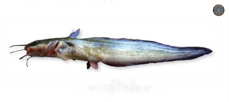 Plotosus canius