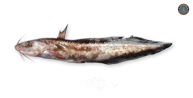 Plotosus lineatus