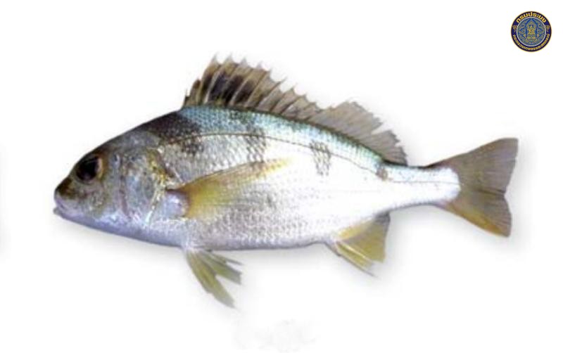 Pomadasys maculatus