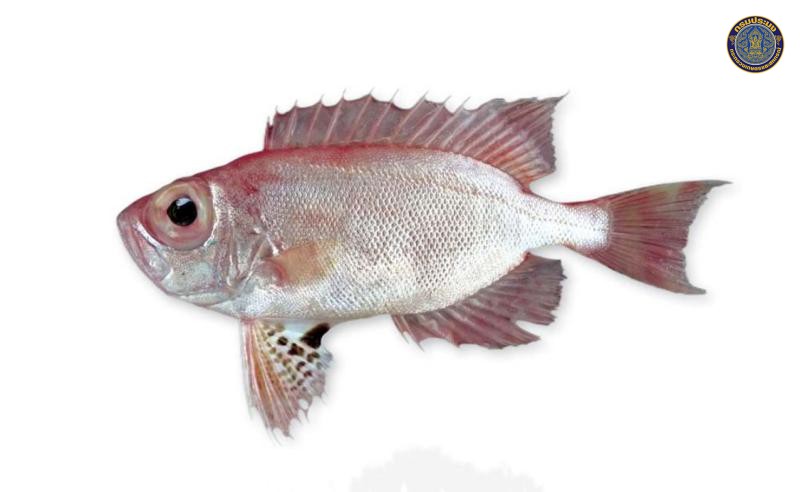 Priacanthus tayenus