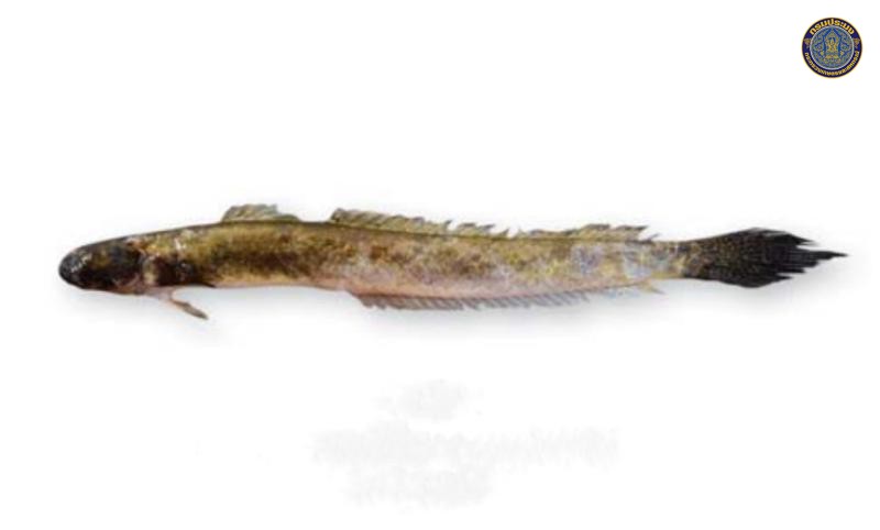 Pseudapocryptes elongatus