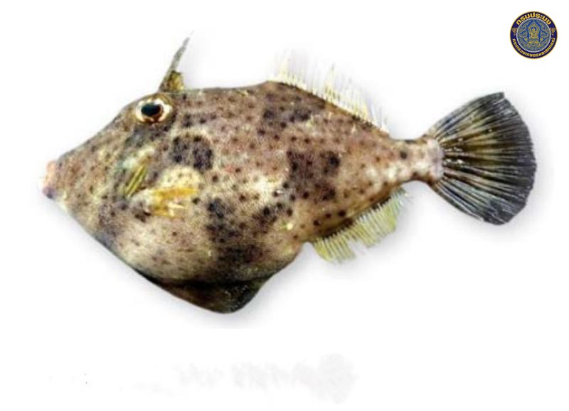 Pseudomonacanthus macrurus