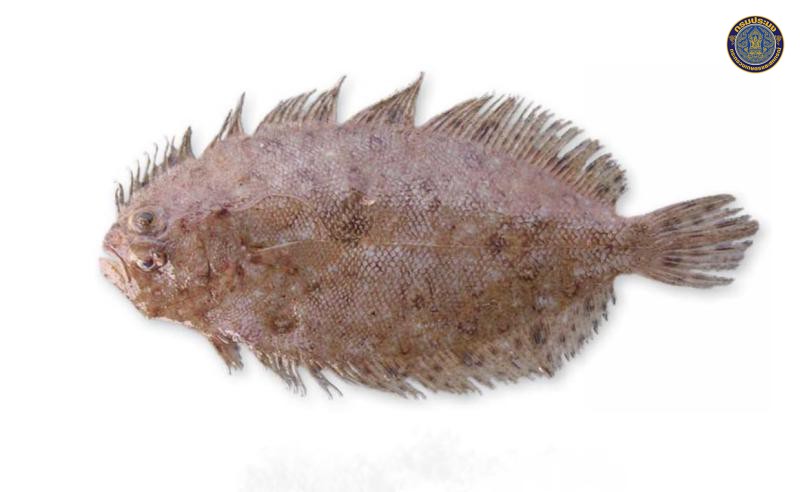 Pseudorhombus javanicus