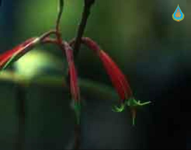 Agapetes macrostemon
