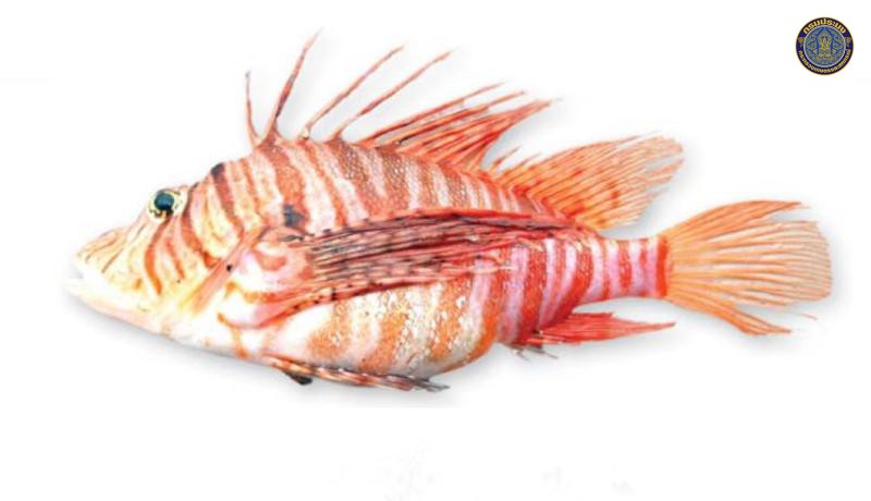 Pterois russelii