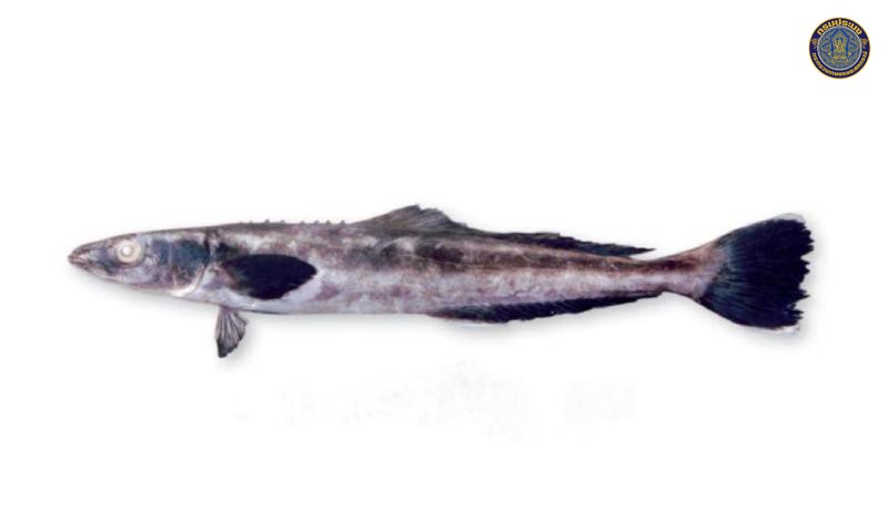 Rachycentron canadum