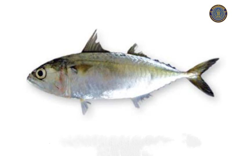 Rastrelliger brachysoma