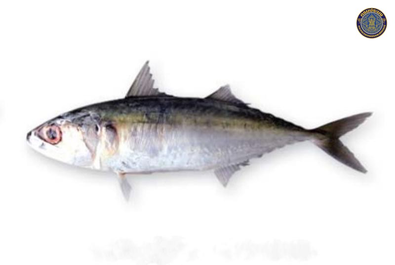Rastrelliger kanagurta
