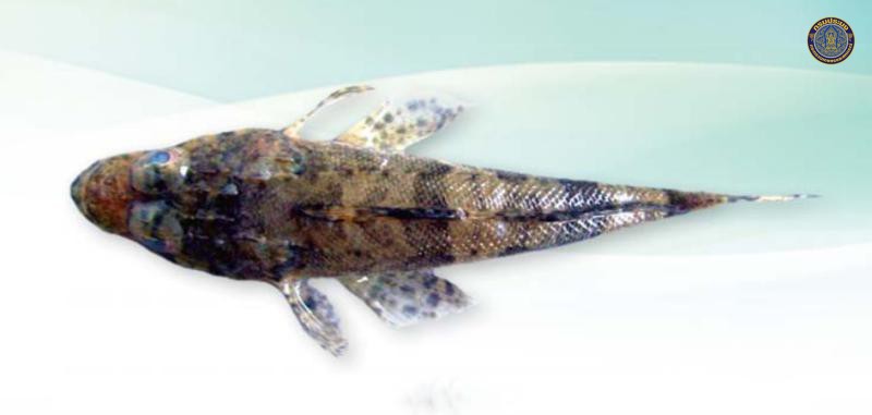 Rogadius pristiger