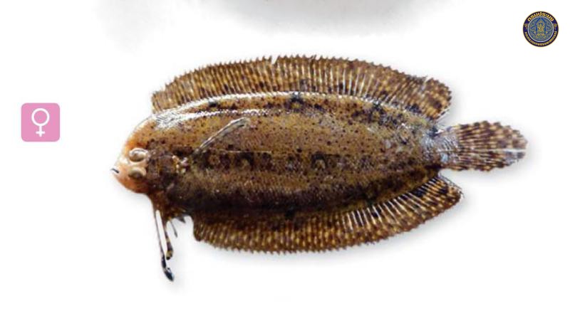 Samaris cristatus