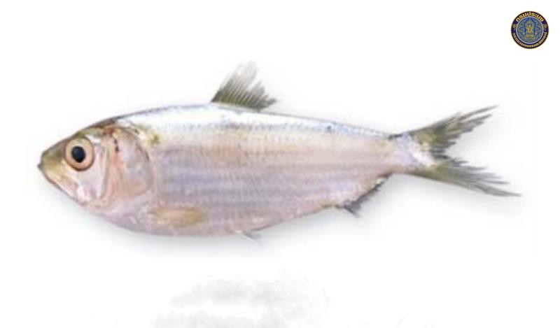 Sardinella albella