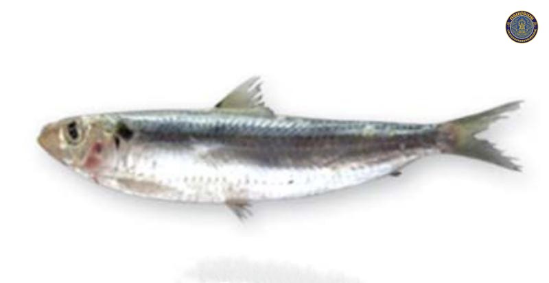 Sardinella gibbosa