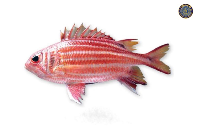 Sargocentron rubrum