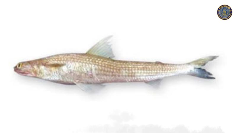 Saurida elongata