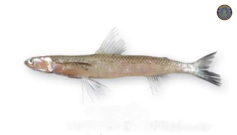 Saurida isarankurai