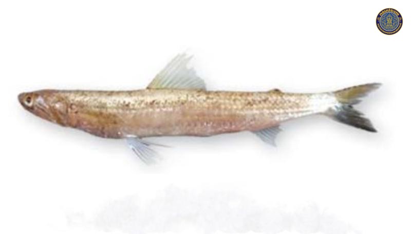 Saurida undosquamis