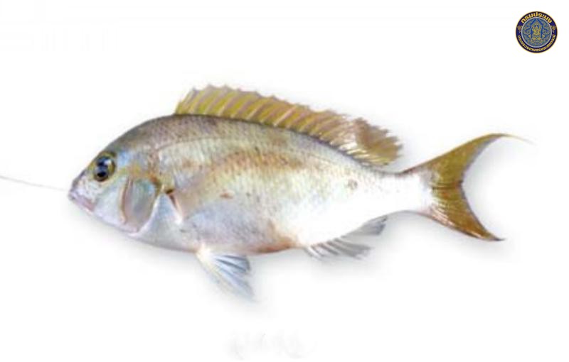 Scolopsis affinis