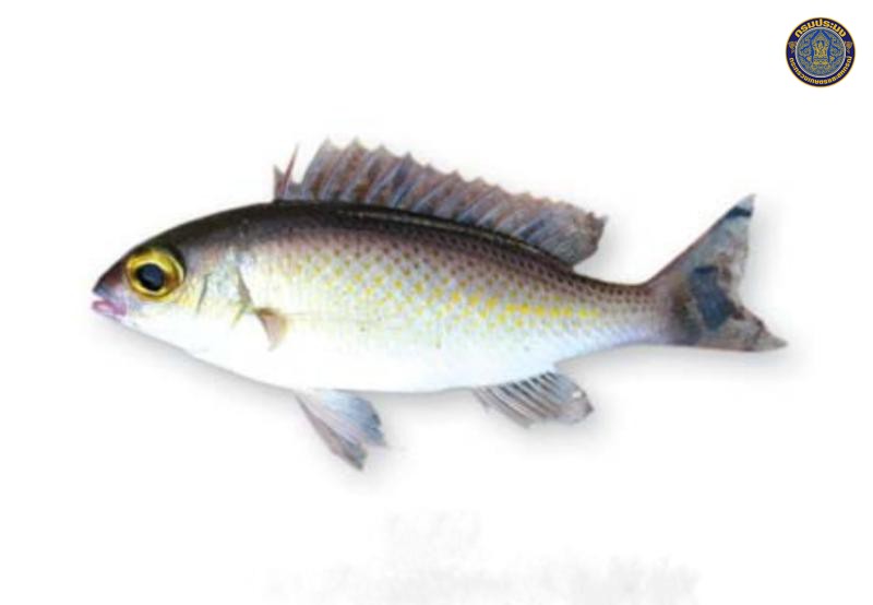Scolopsis margaritifer