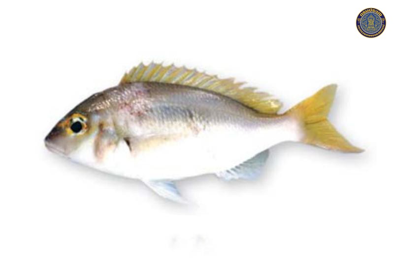 Scolopsis monogramma