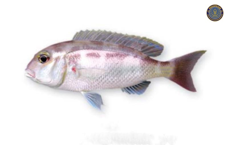 Scolopsis taeniopterus