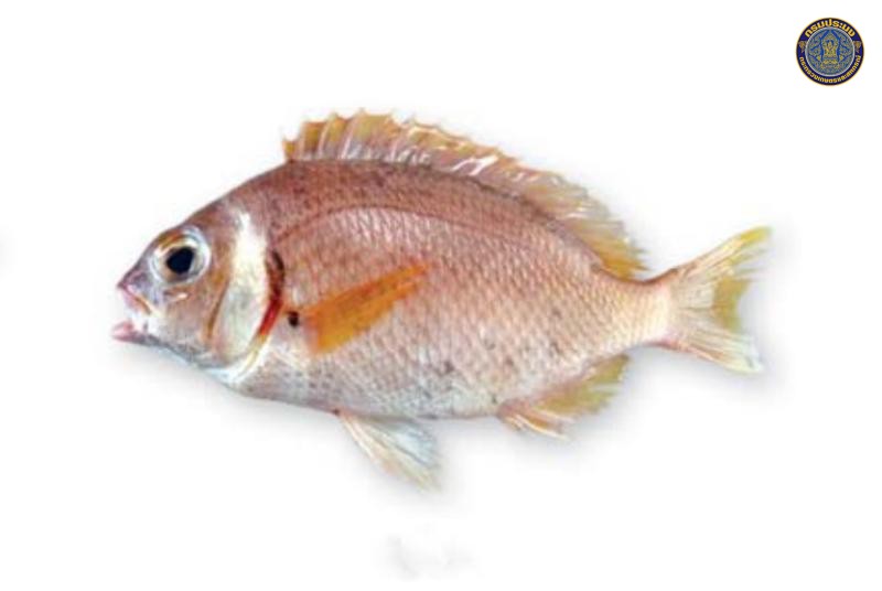 Scolopsis vosmeri
