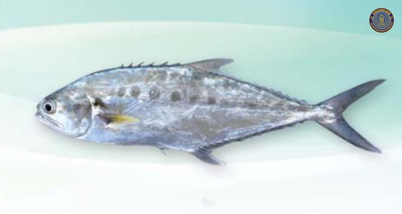 Scomberoides commersonnianus