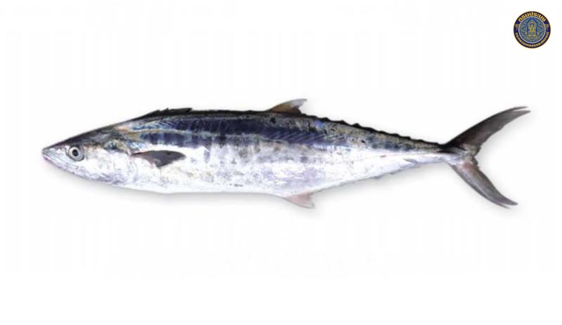 Scomberomorus commerson